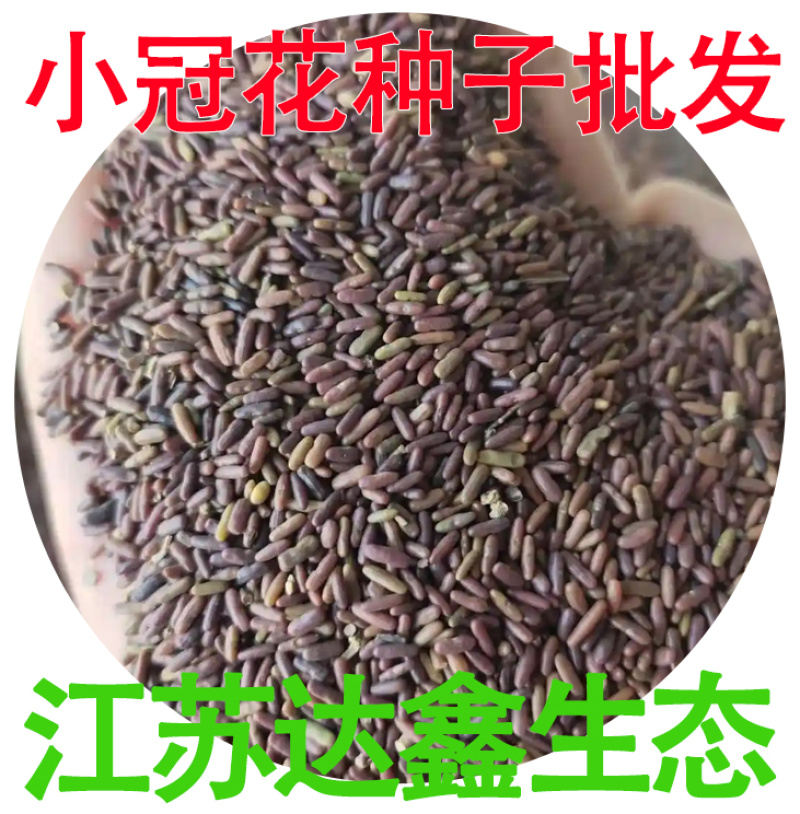 批发花卉种子小冠花种子观赏植物园艺花卉量大批发产地供