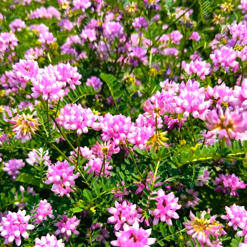 批发花卉种子小冠花种子观赏植物园艺花卉量大批发产地供