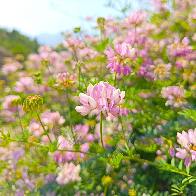 批发花卉种子小冠花种子观赏植物园艺花卉量大批发产地供