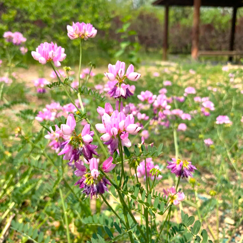 批发花卉种子小冠花种子观赏植物园艺花卉量大批发产地供