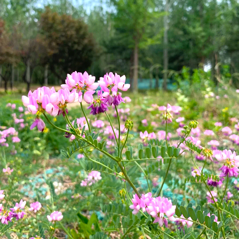 批发花卉种子小冠花种子观赏植物园艺花卉量大批发产地供