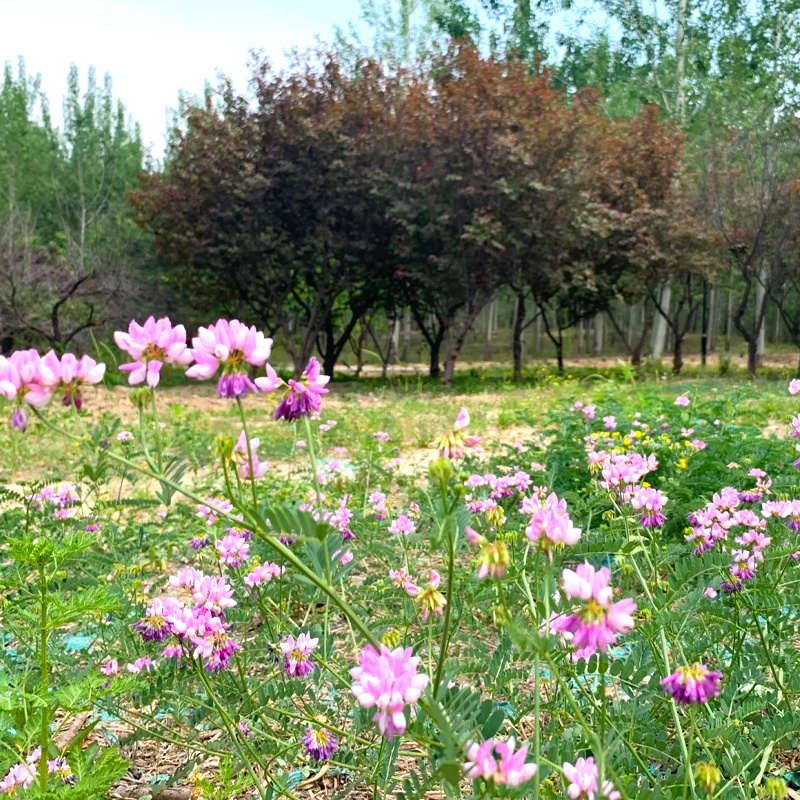 批发花卉种子小冠花种子观赏植物园艺花卉量大批发产地供