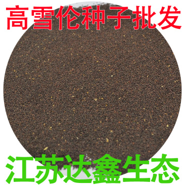 批发花卉种子高雪伦种子美人草花种子高雪轮草花种籽雪伦
