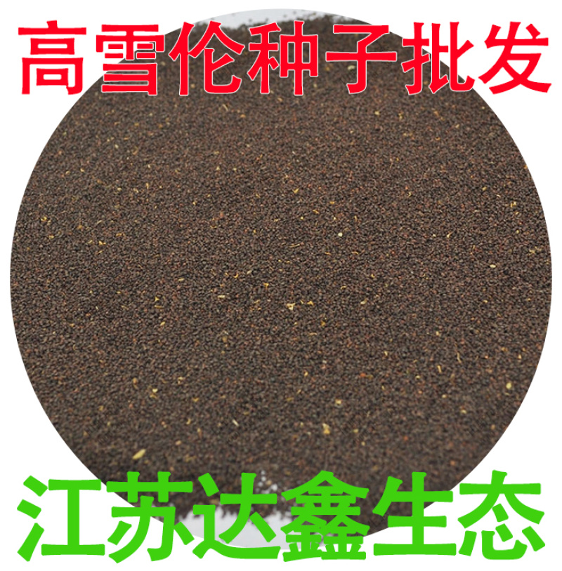 批发花卉种子高雪伦种子美人草花种子高雪轮草花种籽雪伦