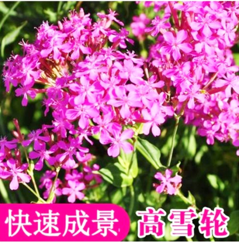 批发花卉种子高雪伦种子美人草花种子高雪轮草花种籽雪伦