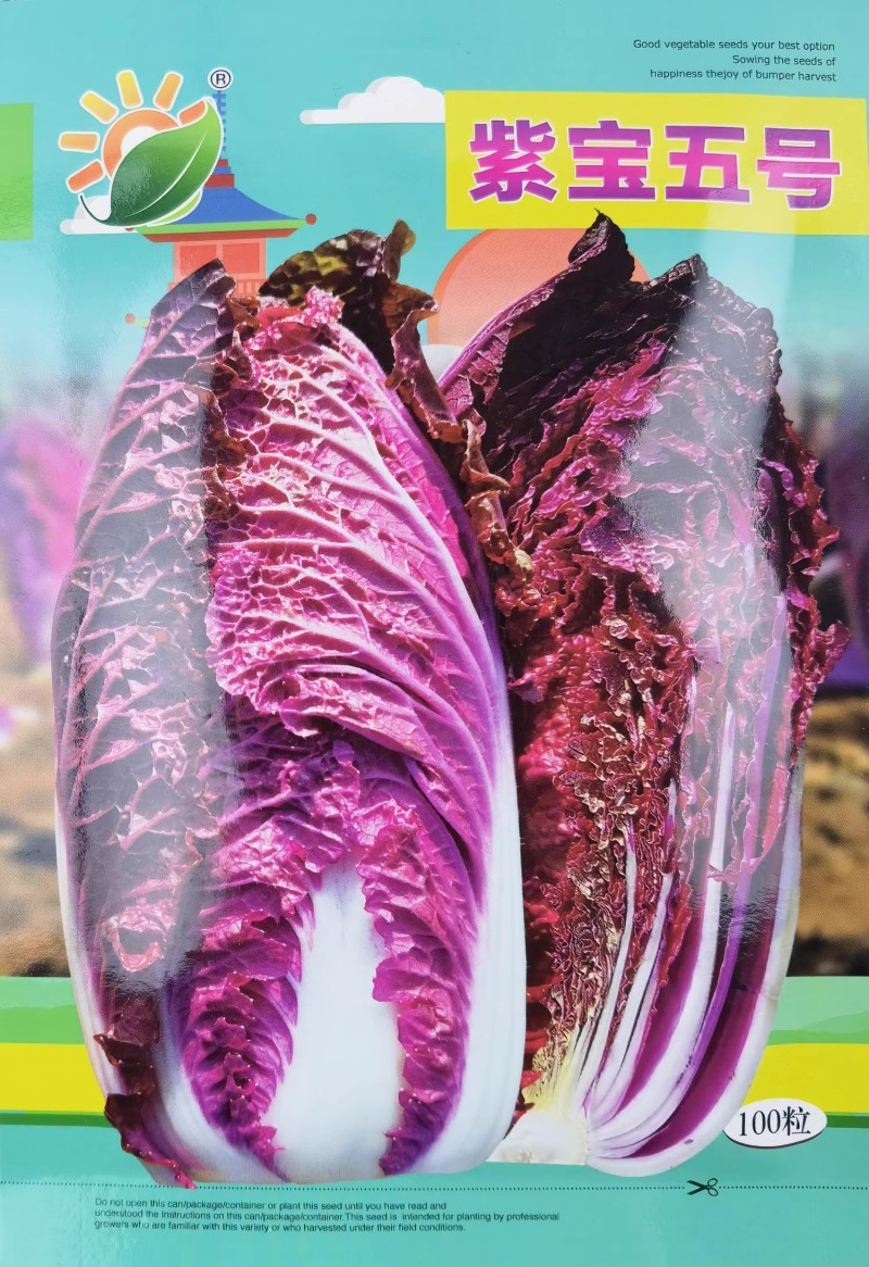 紫宝五号白菜种子合抱型叶片薄口感好抗病耐抽苔