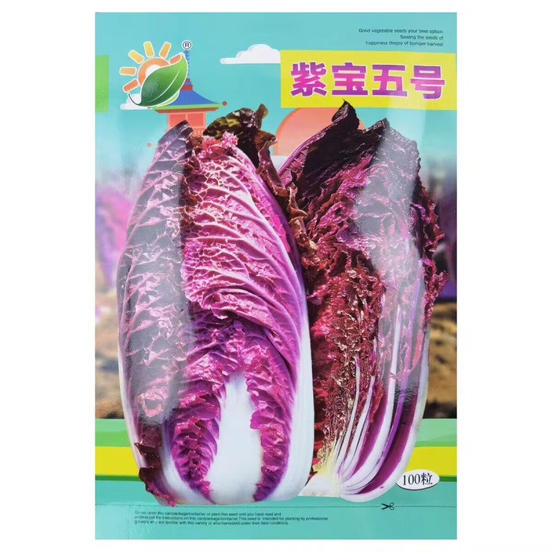紫宝五号白菜种子合抱型叶片薄口感好抗病耐抽苔