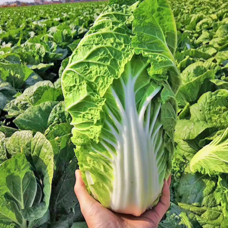 白菜种子新夏阳早50天早熟夏季种植耐热结球紧实夏季栽培