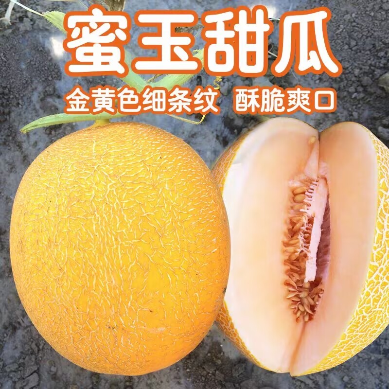 蜜玉甜瓜种子酥脆爽口香味浓郁单瓜重1公斤左右