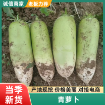 河南青头萝卜大量供应颜色漂亮口感好保质保量