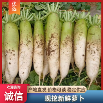 河南新野青头萝卜口感脆爽基地直供价格美丽