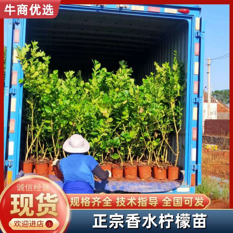 正宗香水柠檬苗现挖现发提供技术7个月可挂果品种纯正好存活