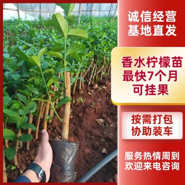 保证正品广东香水柠檬苗基地直发存活率高提供技术价格优惠