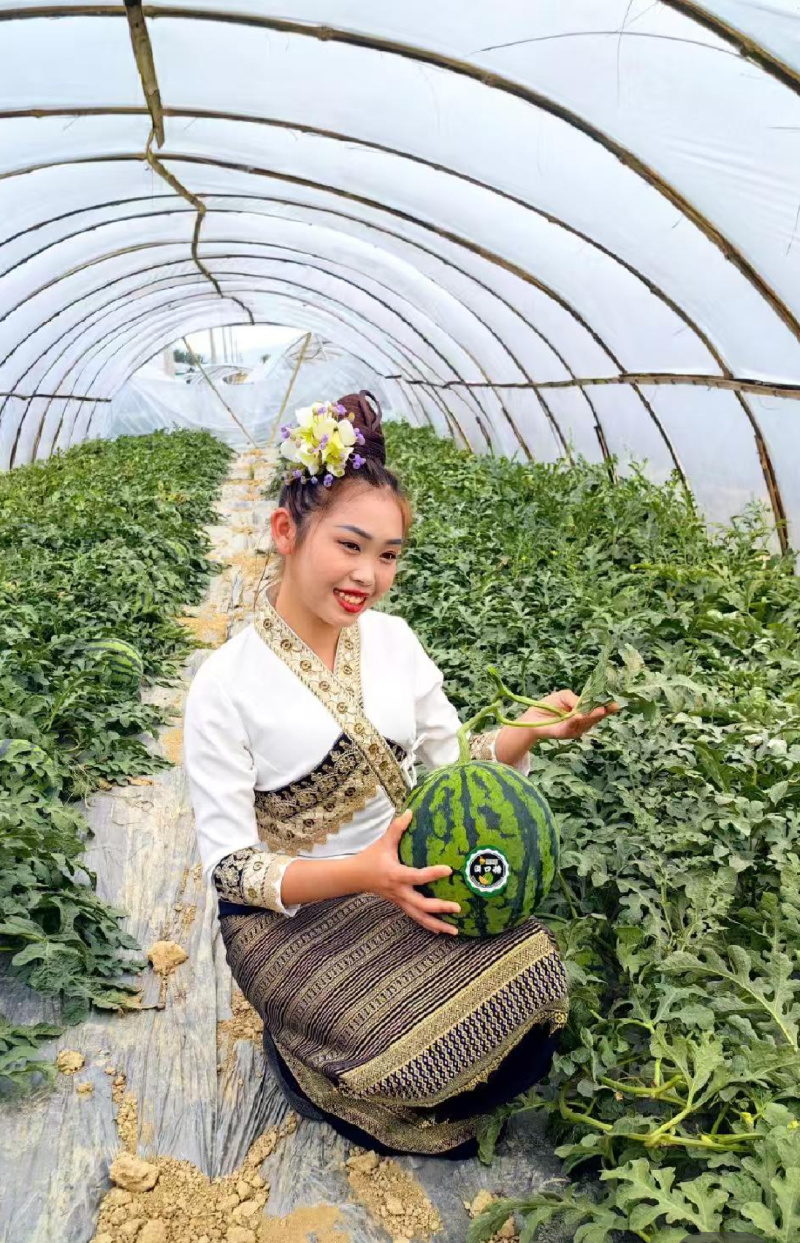麒麟西瓜对接电商市场商超一手货源全国发货