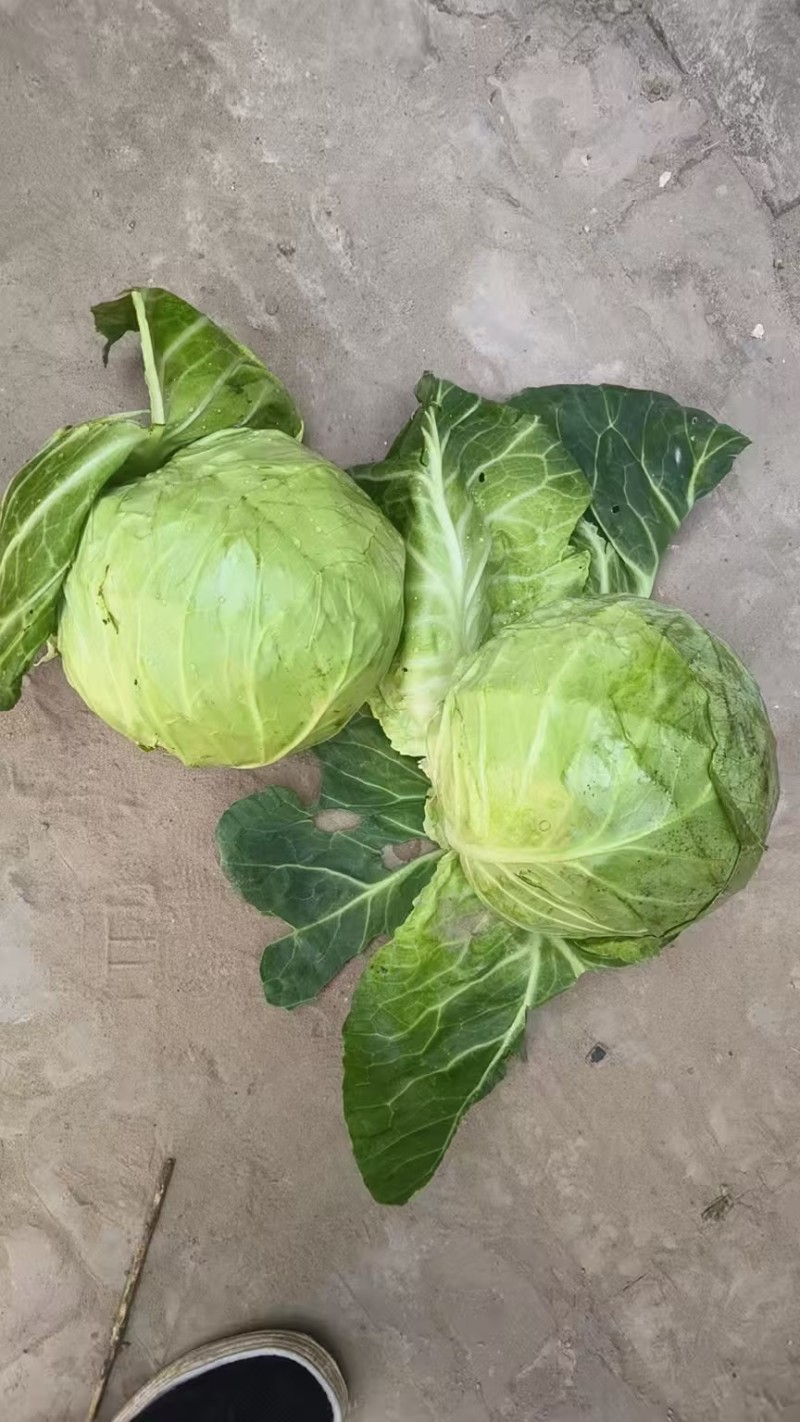 【今日推荐】陕西甘蓝圆包菜可视频看货对接全国市场