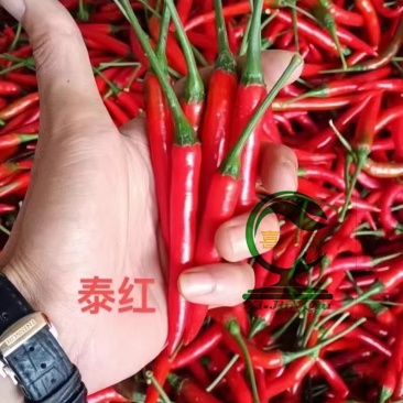 （泰红F1朝天椒种子）中早熟大长果耐热味强辣香耐储运