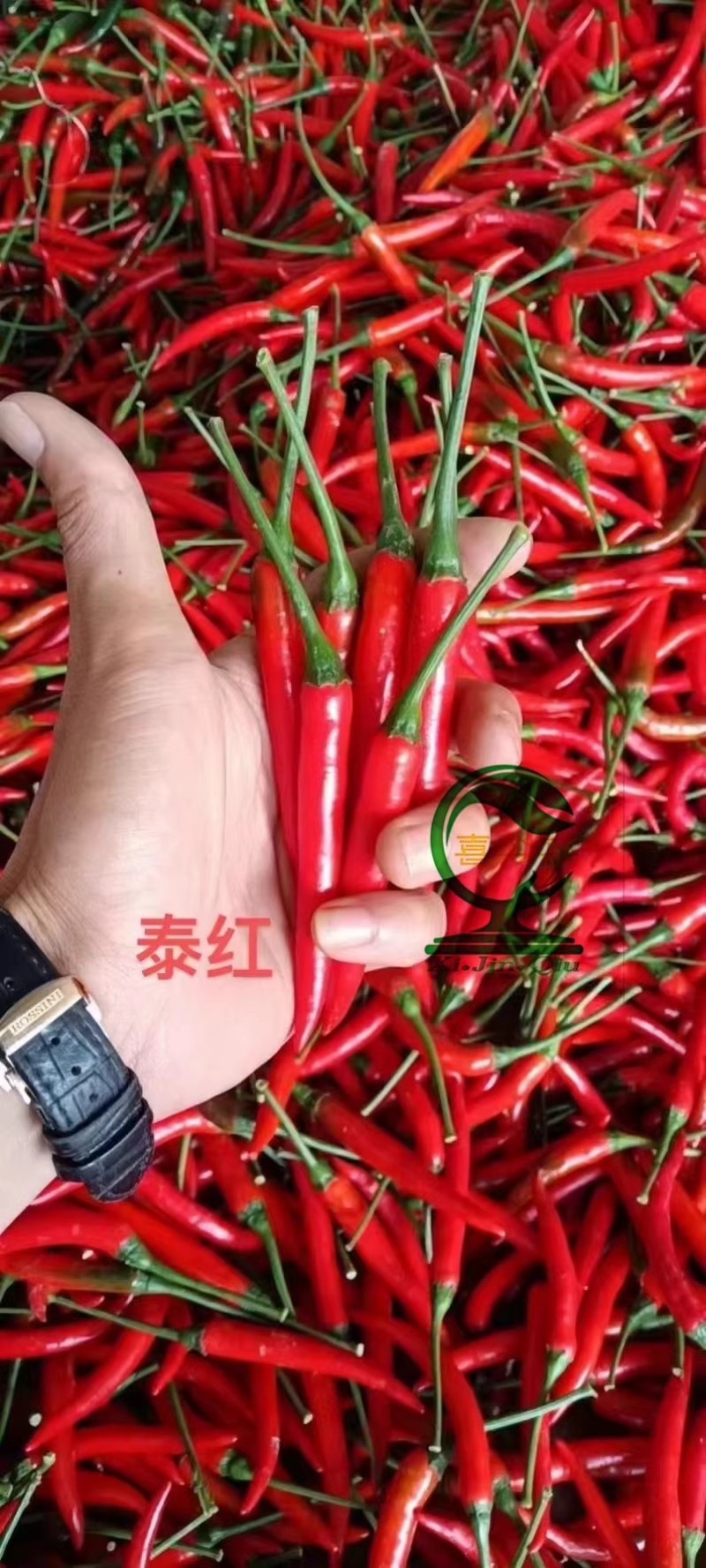 （泰红F1朝天椒种子）中早熟大长果耐热味强辣香耐储运