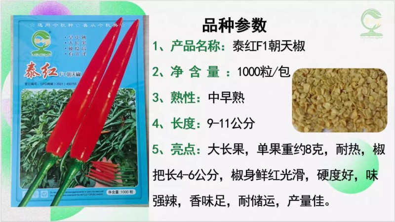 （泰红F1朝天椒种子）中早熟大长果耐热味强辣香耐储运