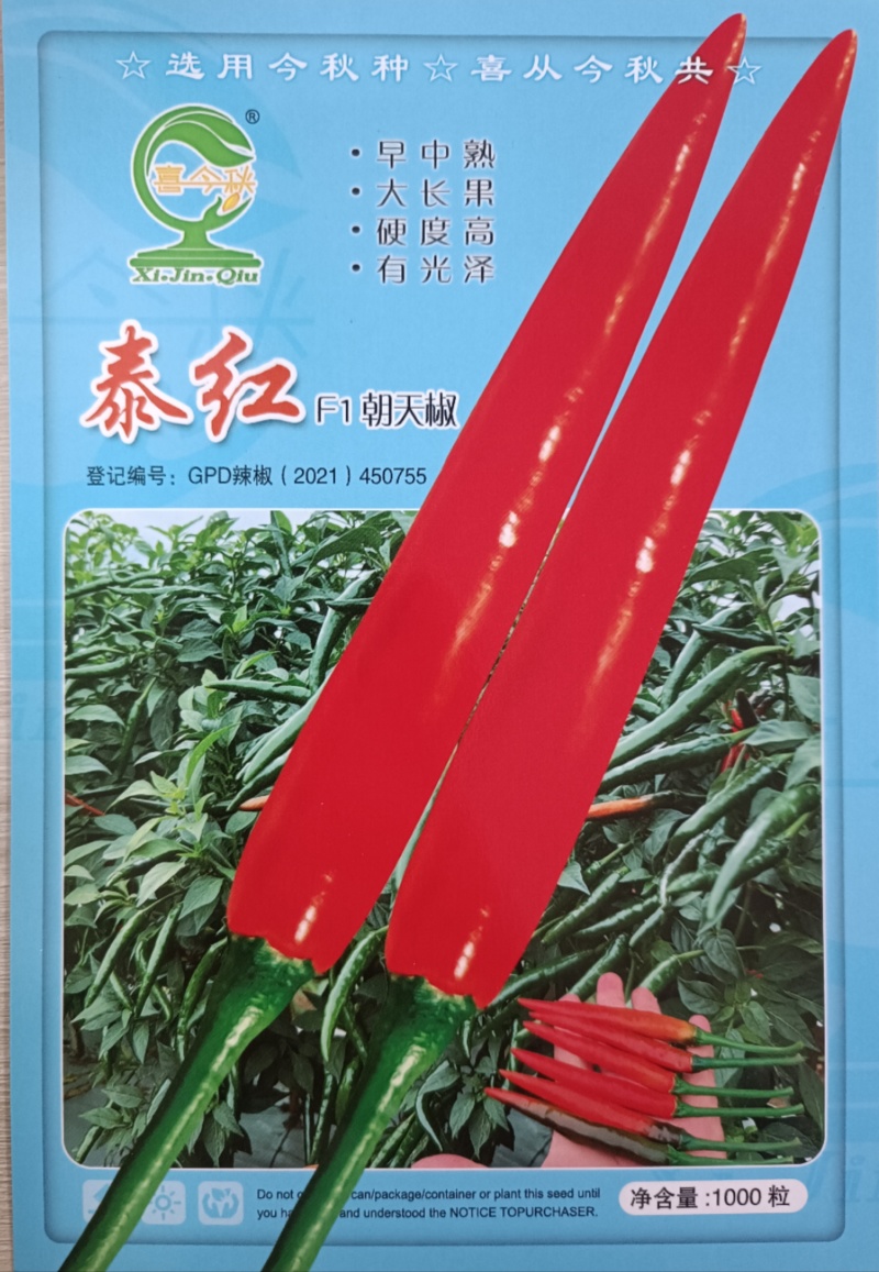 （泰红F1朝天椒种子）中早熟大长果耐热味强辣香耐储运