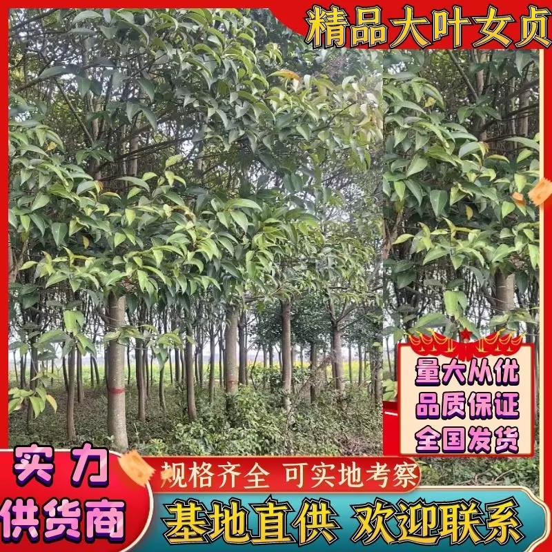 推荐精品大叶女贞树规格齐全价格实惠可实地考察成活高