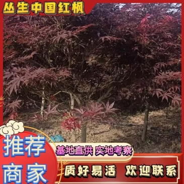 中国红枫规格齐全易成活价格实惠欢迎联系基地直供