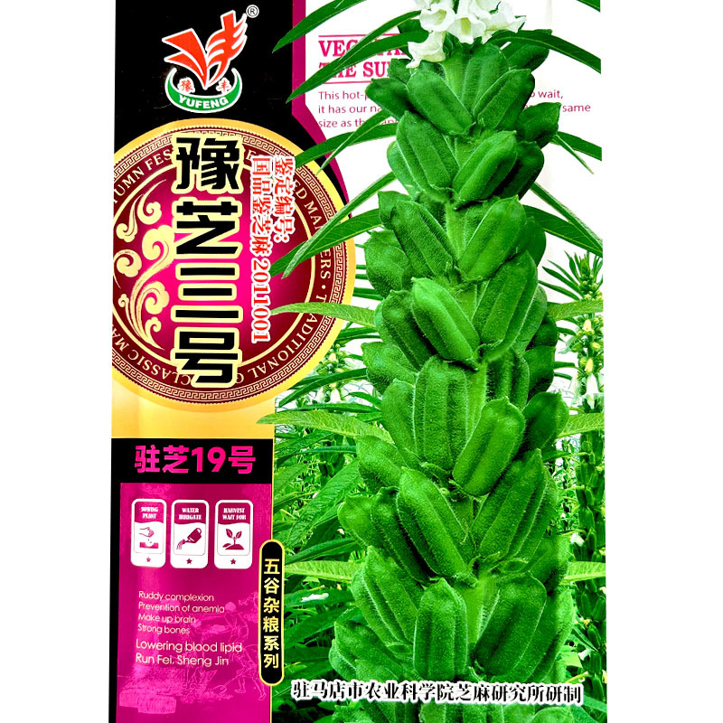 豫芝三号芝麻菜种子白芝麻种籽孑农家早熟四季蔬菜种子