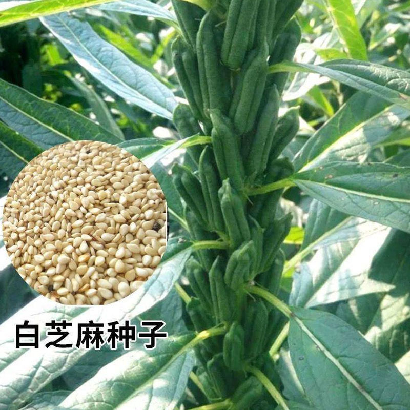 豫芝三号芝麻菜种子白芝麻种籽孑农家早熟四季蔬菜种子