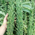 豫芝三号芝麻菜种子白芝麻种籽孑农家早熟四季蔬菜种子