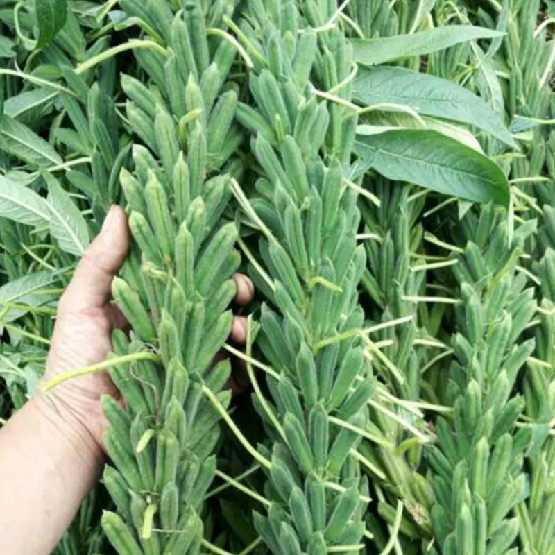 豫芝三号芝麻菜种子白芝麻种籽孑农家早熟四季蔬菜种子