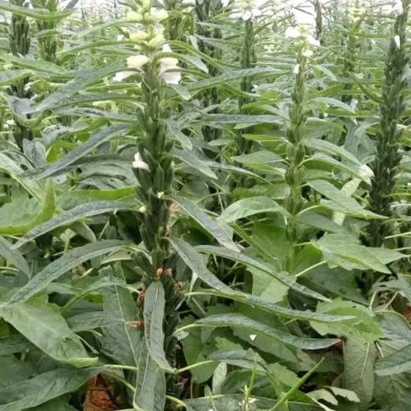 豫芝三号芝麻菜种子白芝麻种籽孑农家早熟四季蔬菜种子