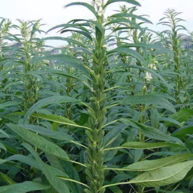 豫芝三号芝麻菜种子白芝麻种籽孑农家早熟四季蔬菜种子