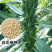 豫芝三号芝麻菜种子白芝麻种籽孑农家早熟四季蔬菜种子