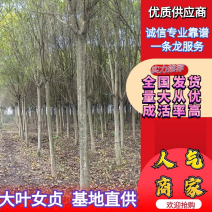 推荐精品大叶女贞树规格齐全价格实惠可实地考察成活高