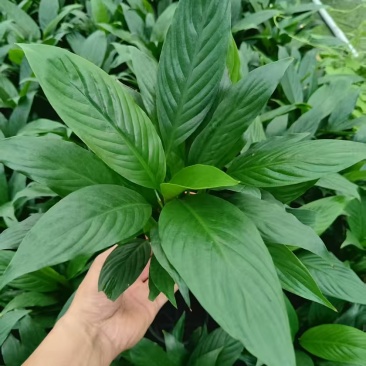 美酒白掌盆栽