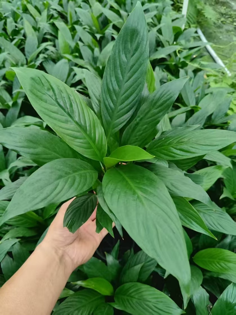 美酒白掌盆栽