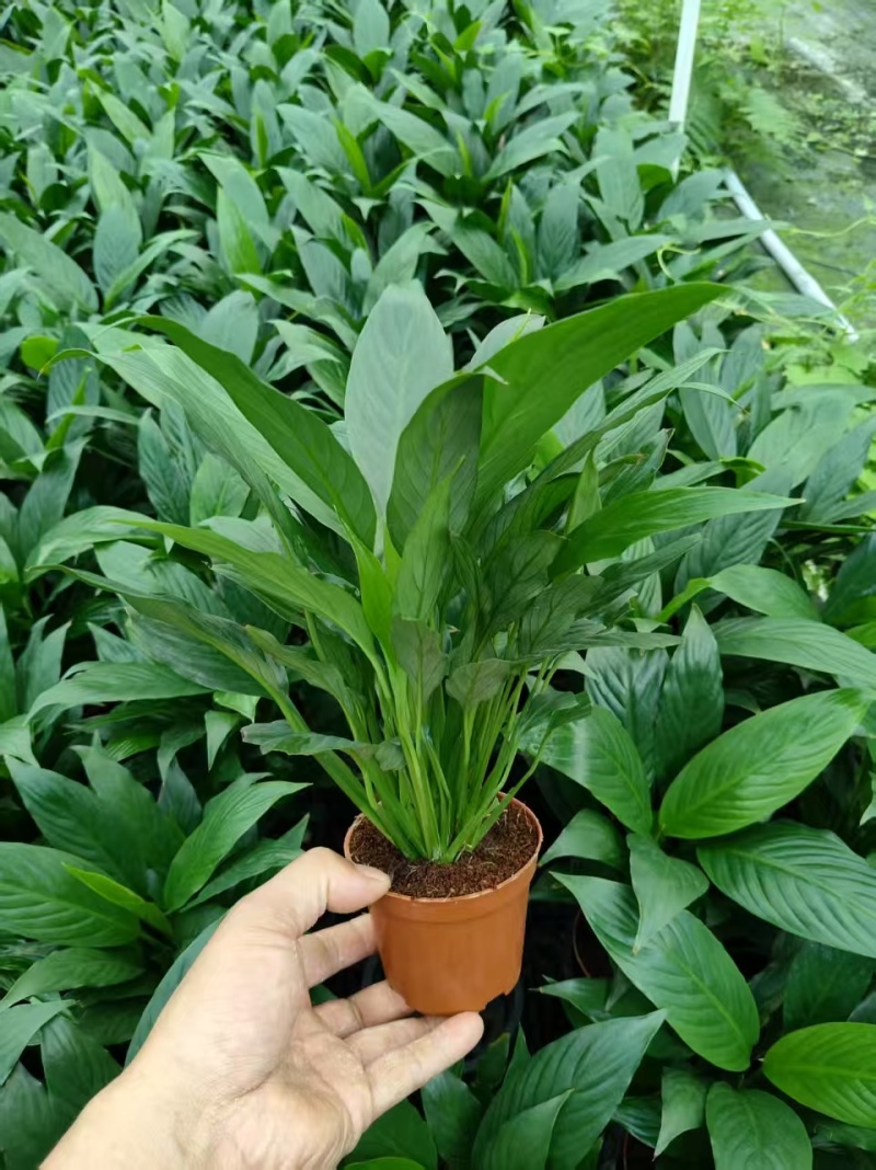 美酒白掌盆栽