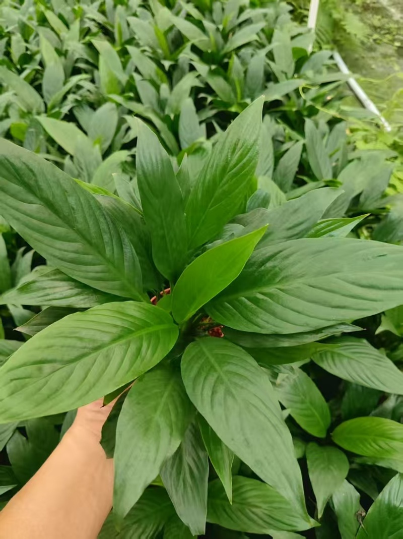 美酒白掌盆栽