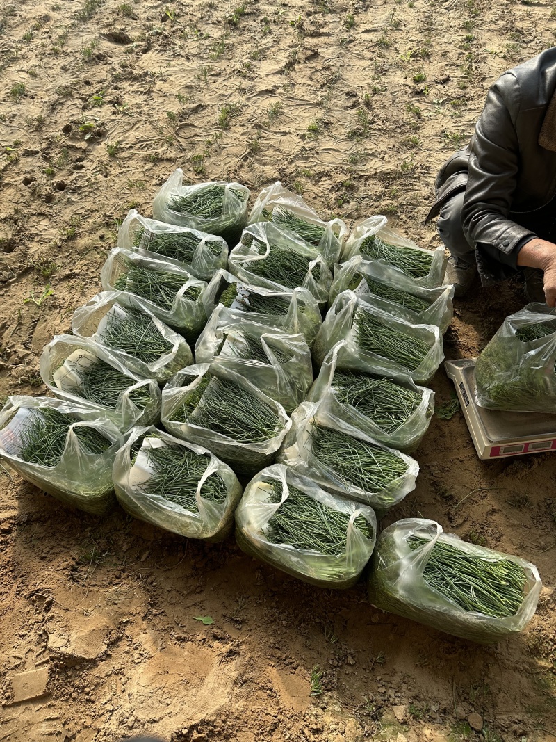 沙葱，产地直发，价格优惠，诚信经营