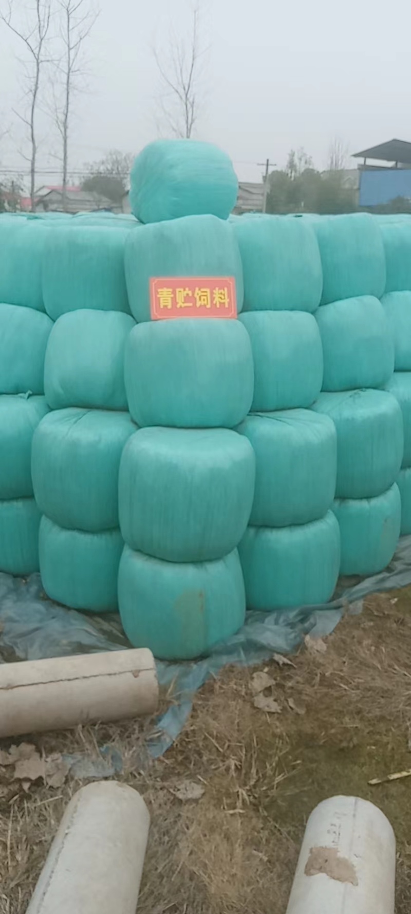新鲜青储玉米全株打包好质量保证大量供应欢迎联系