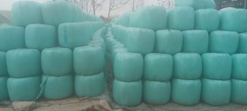 新鲜青储玉米全株打包好质量保证大量供应欢迎联系