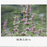 云南野生中药材益母草500g中草药精选一级无硫干净新货女