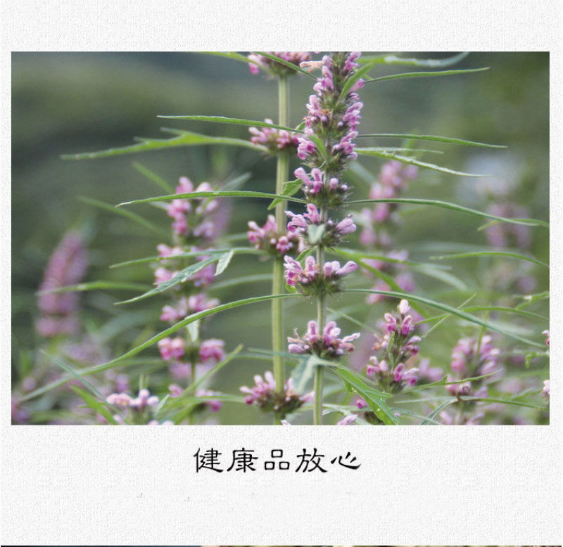 云南野生中药材益母草500g中草药精选一级无硫干净新货女