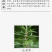 云南野生中药材益母草500g中草药精选一级无硫干净新货女
