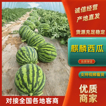 美都麒麟西瓜-产地大量供应-瓜好价低-可对接市场商超