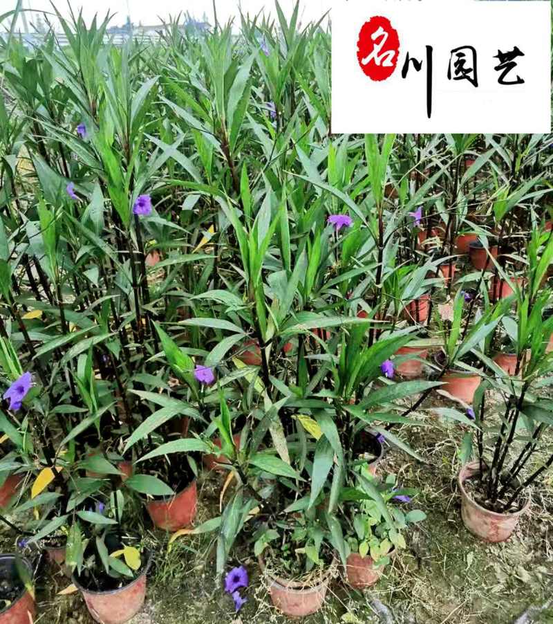 四川翠芦莉价格报价翠芦莉多年生耐热耐寒成都草花批发