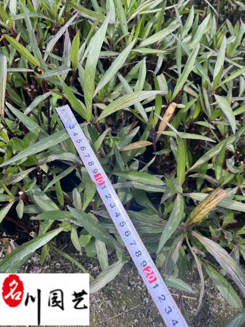 四川翠芦莉价格报价翠芦莉多年生耐热耐寒成都草花批发