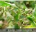 薏米仁500g小薏苡仁中药材新货贵州铁白薏米苡米仁小粒散