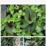 四川野生鱼腥草干货500g新鲜鱼腥草茶无硫折耳根大别山中