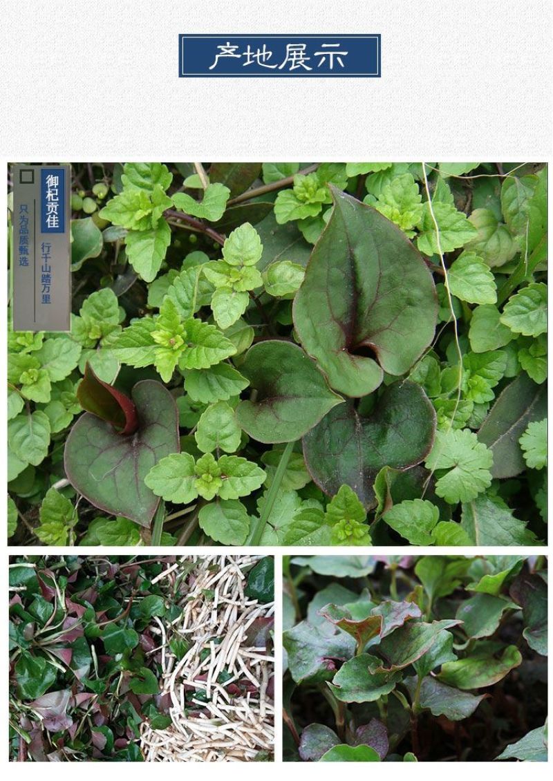 四川野生鱼腥草干货500g新鲜鱼腥草茶无硫折耳根大别山中