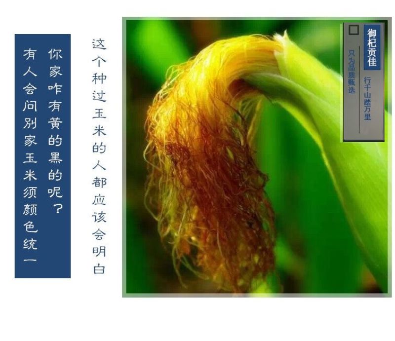 玉米须干中药材新鲜苞米须子泡水泡茶农家玉米须